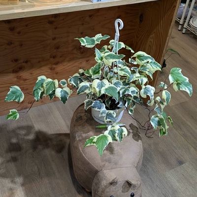 斑入りオカメヅタ ６号 ◎現品販売◎