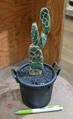 オプンチア ゼブリナレティキュラータ ４号 ① ◎現品販売◎