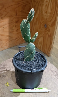 オプンチア ゼブリナレティキュラータ ４号 ② ◎現品販売◎