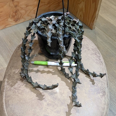 セロペギア ボッセリ ４号 ◎現品販売◎