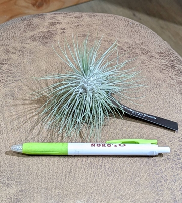 チランジア フックシー 