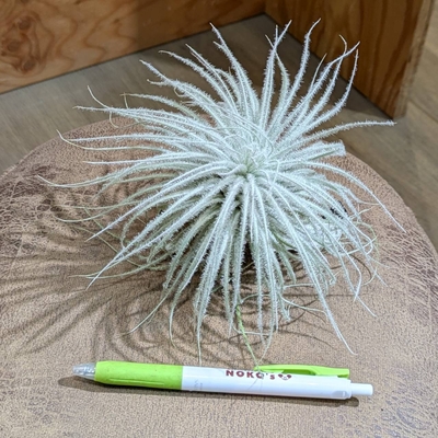 チランジア テクトラムＸＬ