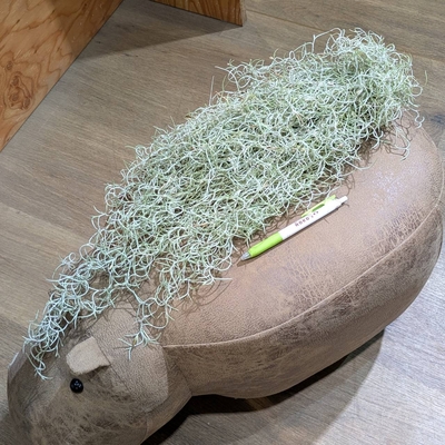 チランジア ウスネオイデス カーリーフォームイエローフラワー◎現品販売◎