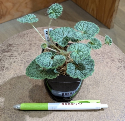 ぺラルゴニウム バークリー ２.５号 