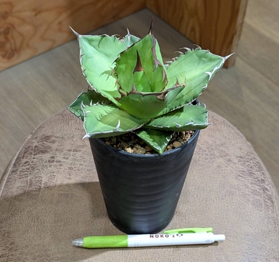 アガベ オテロイ ３.５号