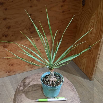 ユッカ ロストラータ ３.５号 ◎現品販売◎