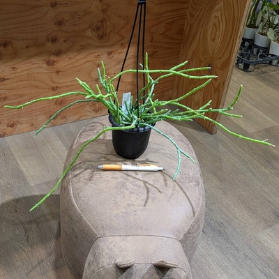 サルコステンマ ソコトラナム ３.５号