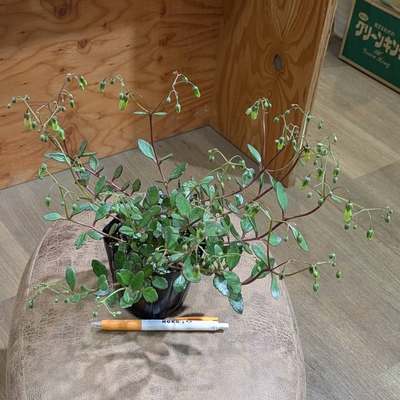 〖蕾が沢山🌸✨〗カランコエ エンゼルランプ ３.５号