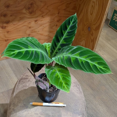 カラテア ワルセウィッチ ３.５号