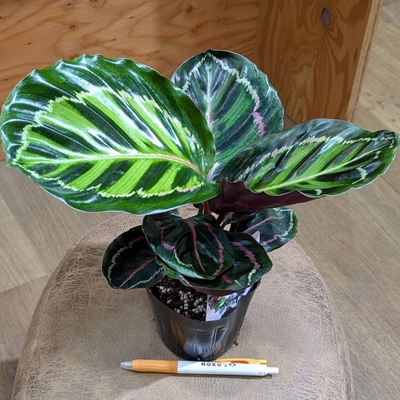 カラテア ロゼオピクタ ３.５号 