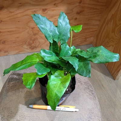 カラテア ムサイカ ３.５号 