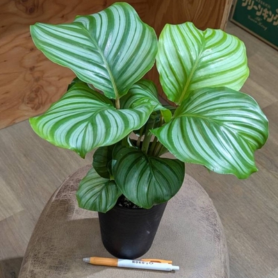 カラテア オルビフォリア ４号