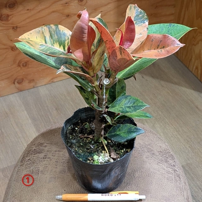 〖とよだ園芸さんが育てたジン✨〗フィカス ジン ４号 ① ◎現品販売◎