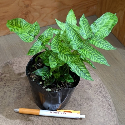 〖別名：ゴールデンゼブラ✨〗コニオグランメ エメイエンシス ３.５号