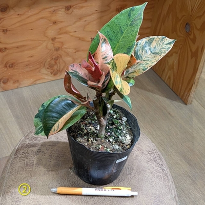 〖とよだ園芸さんが育てたジン✨〗フィカス ジン ４号 ② ◎現品販売◎