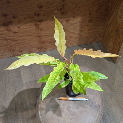 フィロデンドロン リングオブファイア ３号 ◎現品販売◎