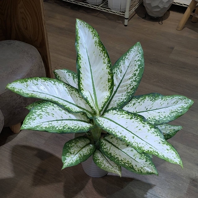 ディフェンバキア ホワイト ７号 ◎現品販売◎