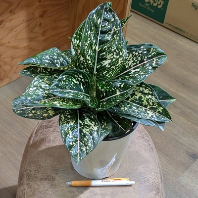 アグラオネマ トムズプライド ５号 荒木植物園さん