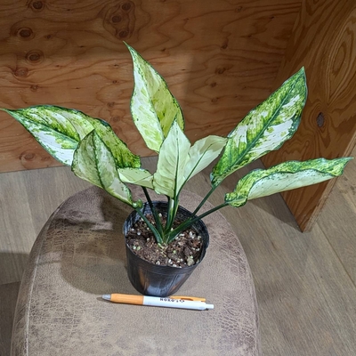 アグラオネマ サイアムパラゴン ３.５号 ◎現品販売◎