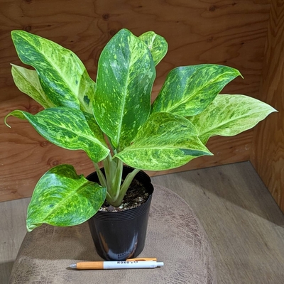 アグラオネマ サンドロップ ３.５号 ◎現品販売◎