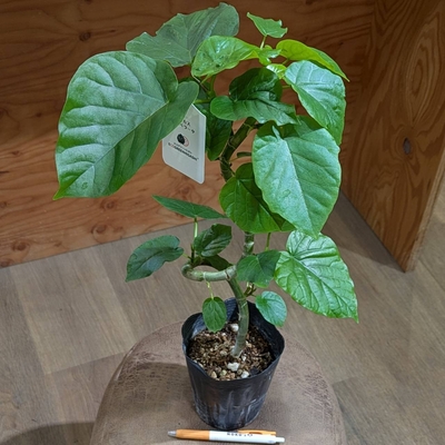 〖曲げ仕立てです✨〗フィカス ウンベラータ ４号 