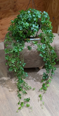 〖モリモリです✨〗シュガーバイン ５号