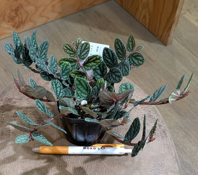 ペリオニア プルクラ ３号