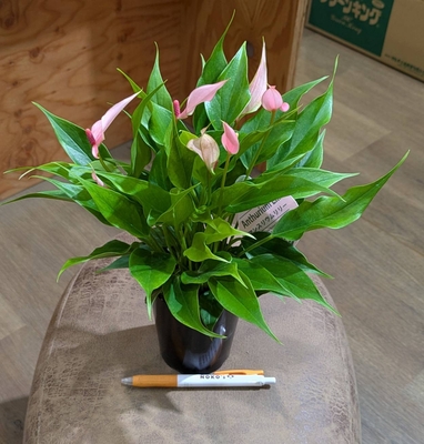 アンスリウム リリー ３号 