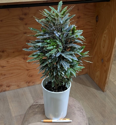 〖アラレアの斑入り✨〗ディジゴテカ バリエガータ ５号 ◎現品販売◎