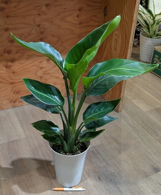  オーガスタ ６号 ◎現品販売◎