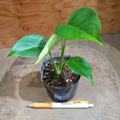 モンステラ Varシエラナ ３号