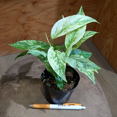モンステラ ラニアータバリエガータ ３号 
