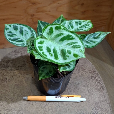 アンスリウム ドラヤキ ３.５号 