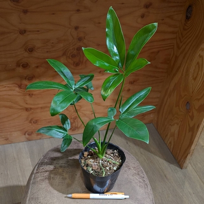 フィロデンドロン ファンバン  ３.５号 