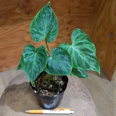 フィロデンドロン ベルコーサム ３.５号 