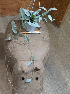 ホヤ ウィバーグレーシルバー ４号