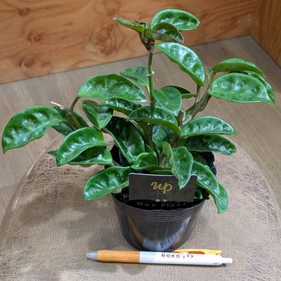 ホヤ クリンクルエイト ３.５号 