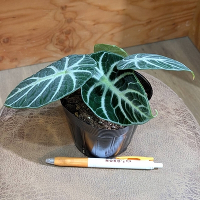 アロカシア ニンジャ ３.５号