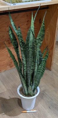 サンスベリア ゼラニカ ６号 ◎現品販売◎