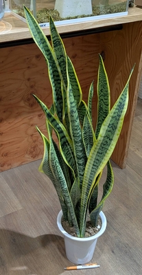 サンスベリア トラノオ ６号 ◎現品販売◎