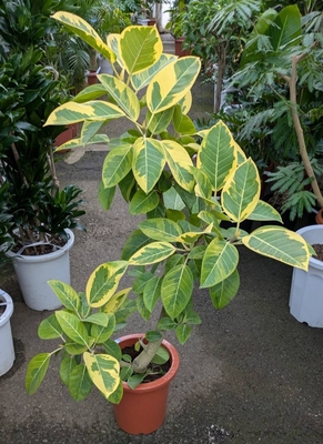 フィカス　アルテシーマ ８号 ◎現品販売◎※ご来店のお客様限定商品