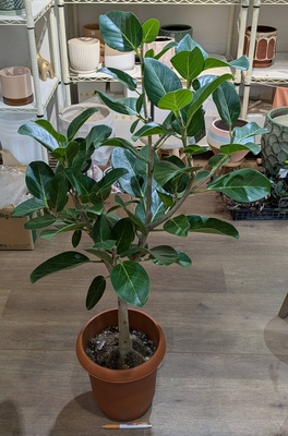 フィカス ベンガレンシス オードリー ８号 ◎現品販売◎※ご来店のお客様限定商品