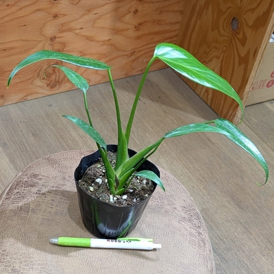 モンステラ バールマルクスフレーム ３.５号