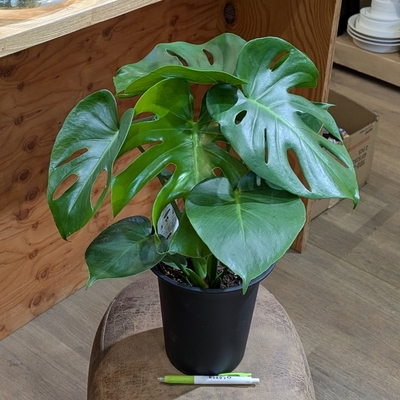 モンステラ デリシオーサ ６号