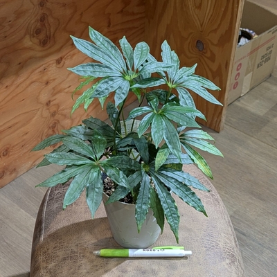 アンスリウム ポリスキツム ４号