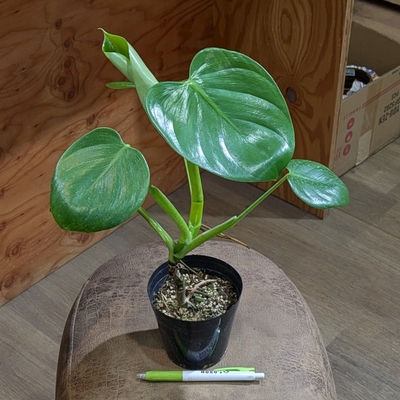 フィロデンドロン ピッチェリー ３.５号