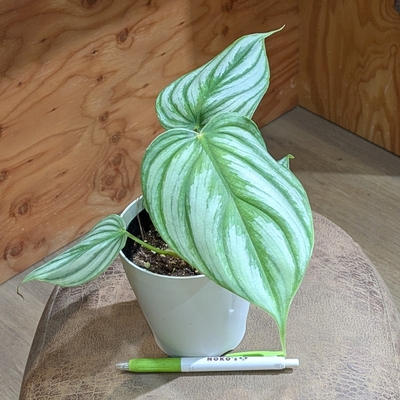 フィロデンドロン プロウマニー ３.５号