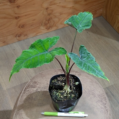 アロカシア オラニ ３.５号 