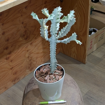 ユーフォルビア ホワイトゴースト ５号 