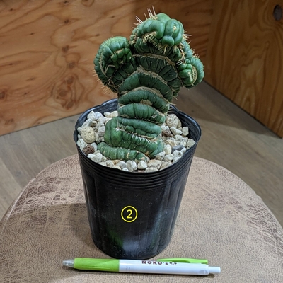 ユーフォルビア ユーリキニアカスタネアスピラリス ３.５号 ② ◎現品販売◎